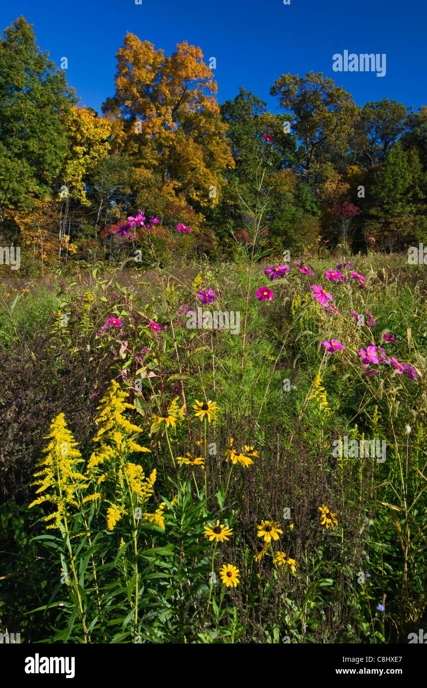 Autumn Color and Wildflowers in Meadow at Mount Saint Francis in Floyd County, Indiana Stock Photo