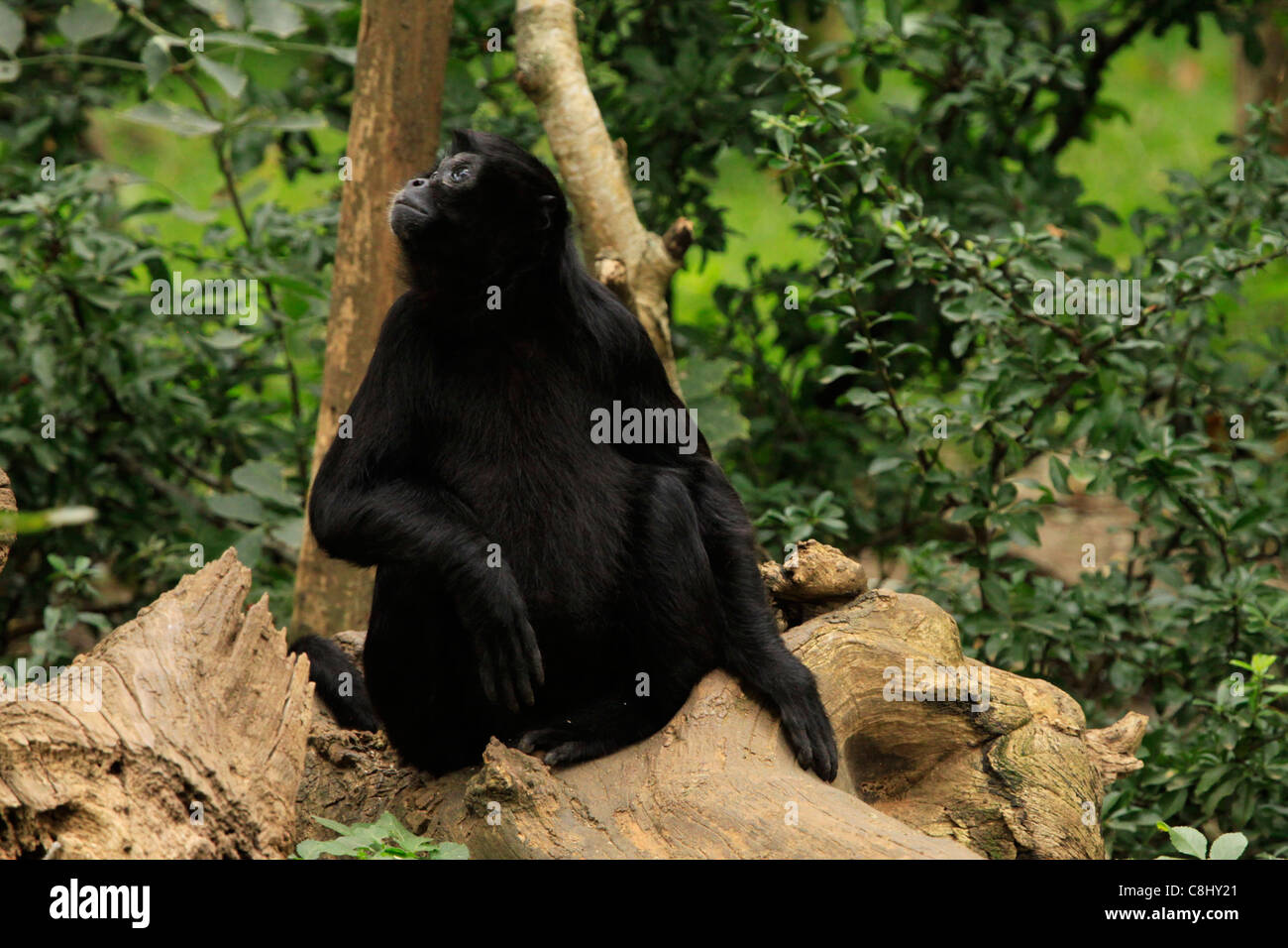 Colombian Black Spider Monkey Stock Photo - Alamy