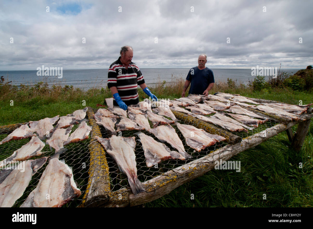 Fishermen Robert Lambert (left) and Robert Lévesque prpare cod for drying in the sun at Sainte-de-Therese-de-Gaspe in Quebec. Stock Photo