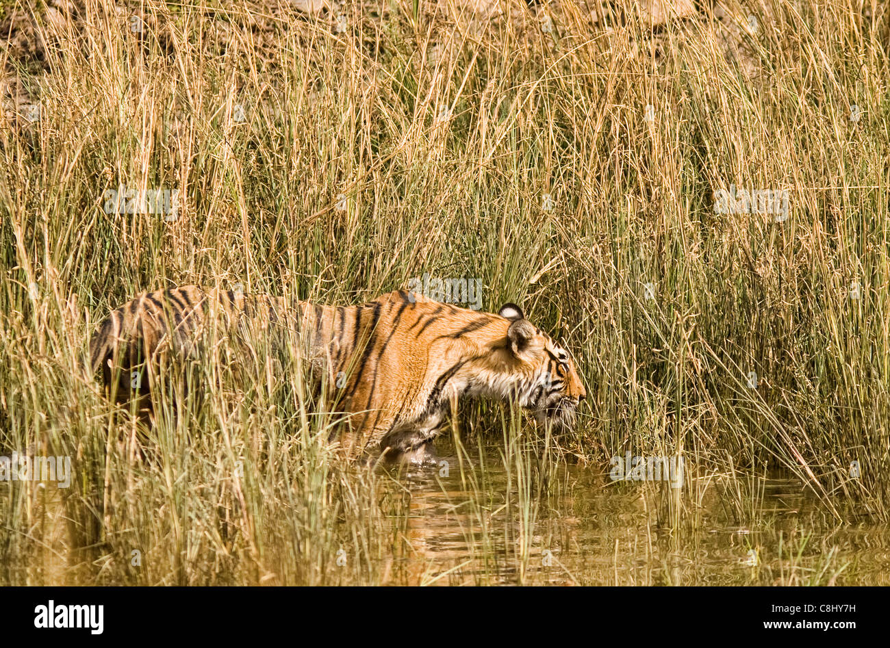 Bengal tiger (Panthera tigris tigris) hunting grass. Ranthambore National Park, Rajasthan, India Stock Photo