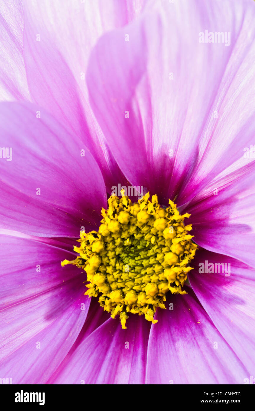 Close-up of a Cosmos Flower Stock Photo