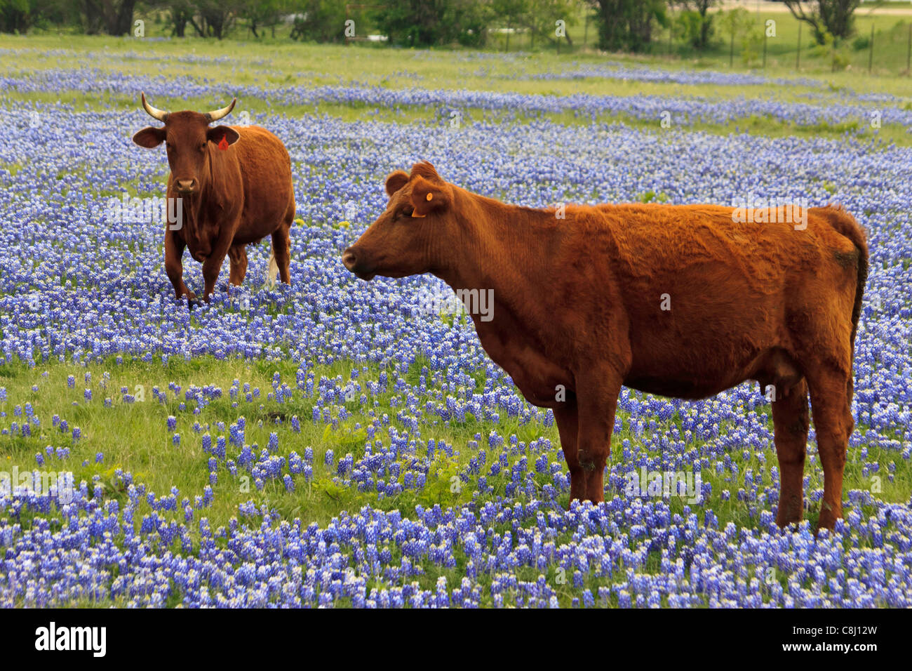 bluebonnets, field, cows, Ennis, Texas, USA Stock Photo