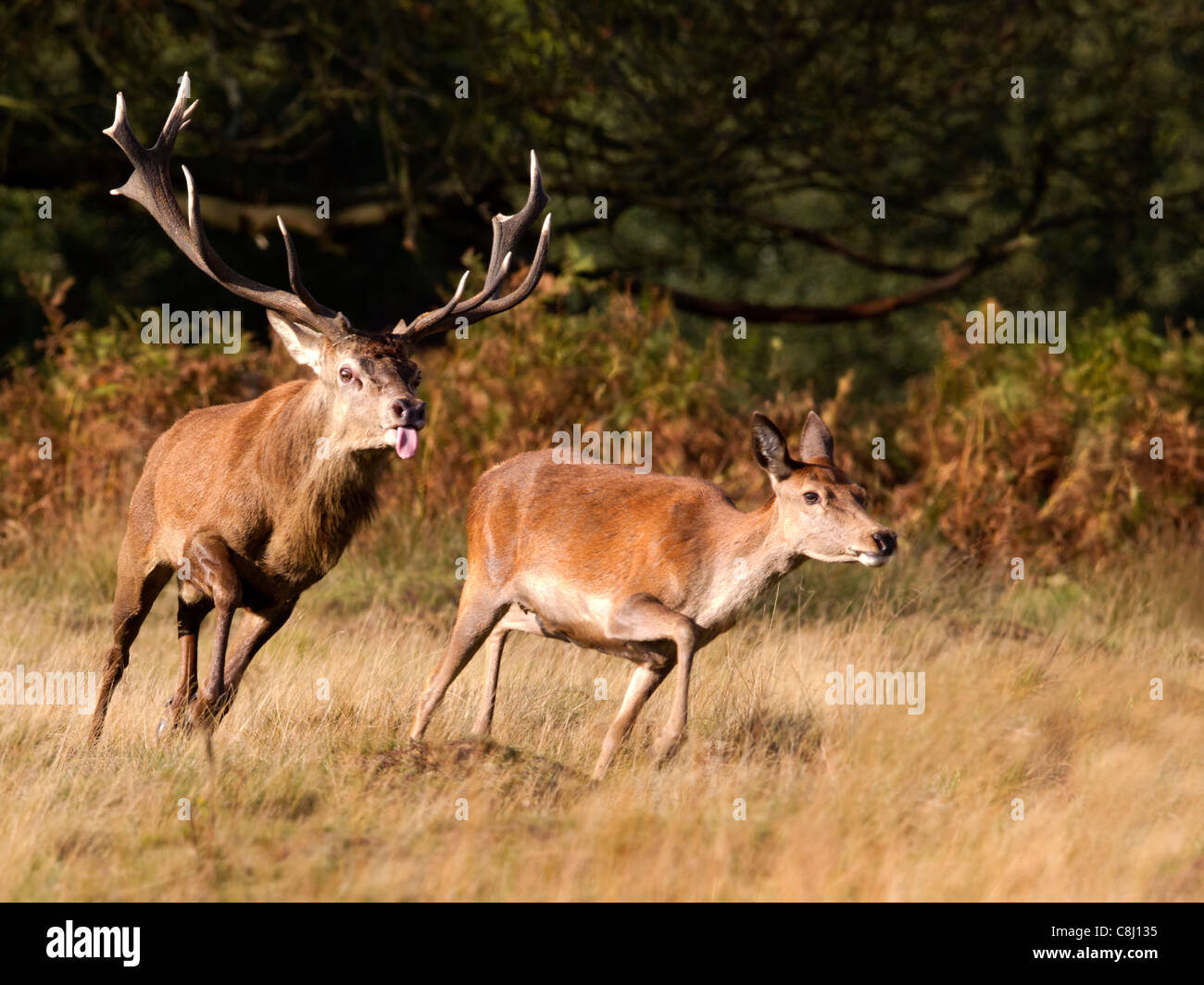Red deer stag chasing hind during rut Stock Photo