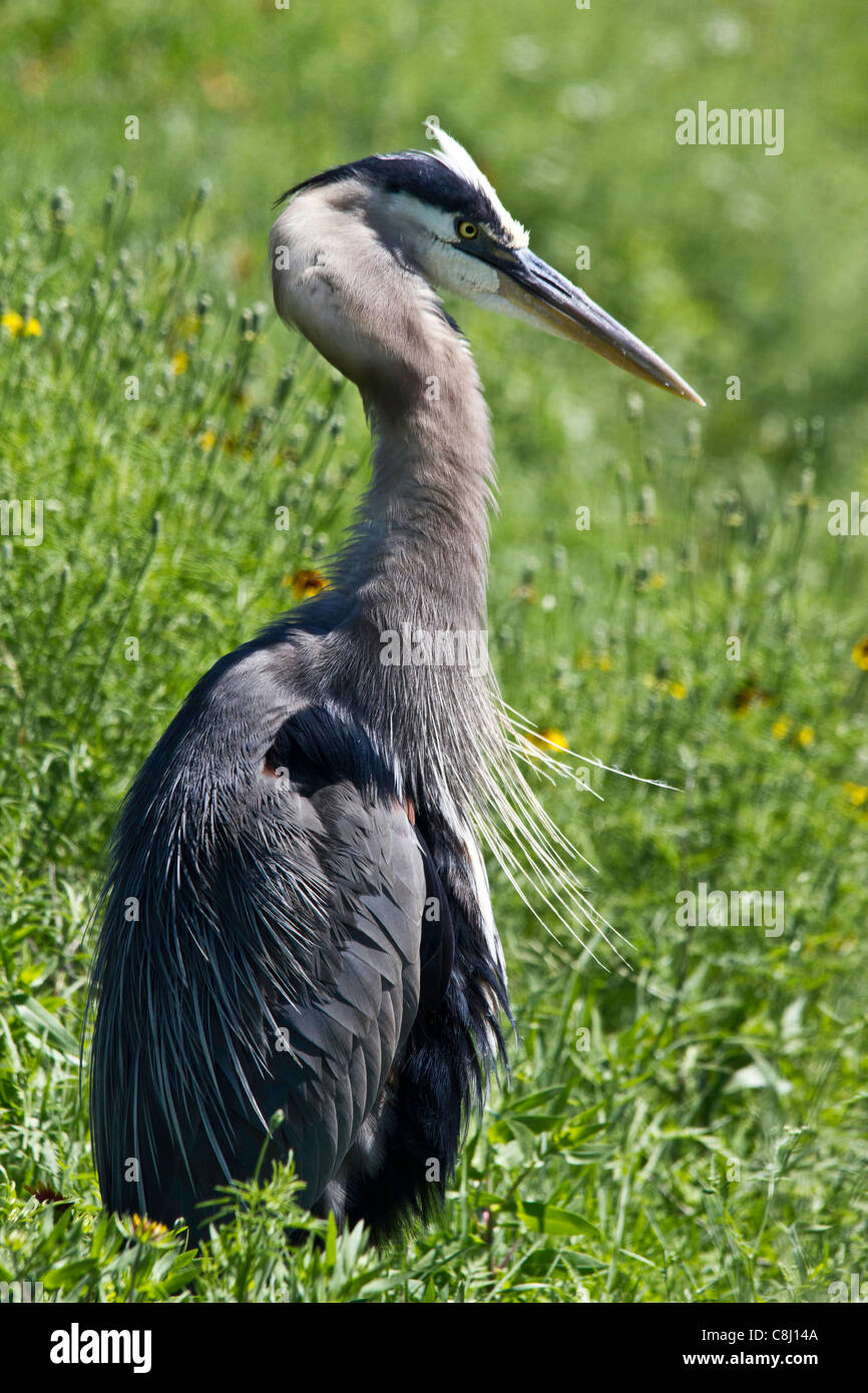 Ardea herodias, Ardeidae, Great Blue Heron, bird, Plano, Texas, USA, heron Stock Photo