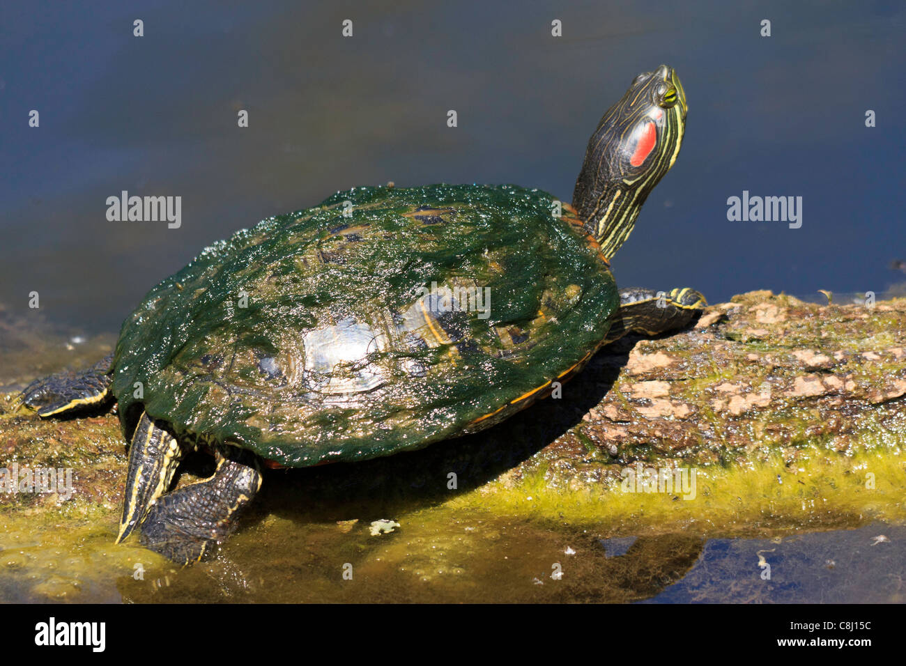 Red-eared Slider, Texas aquatic turtle, turtle, log, in swamp, animal ...