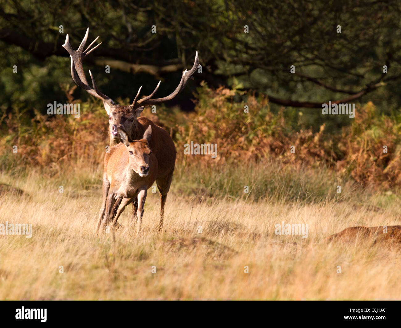 Red deer stag chasing hind during rut Stock Photo
