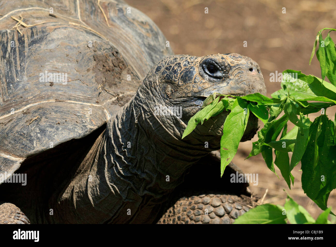 Animalia, Chordata, Dallas Zoo, Galápagos tortoise, geochelone nigra, Giant tortoise, largest living tortoise, reptilia, Testudi Stock Photo