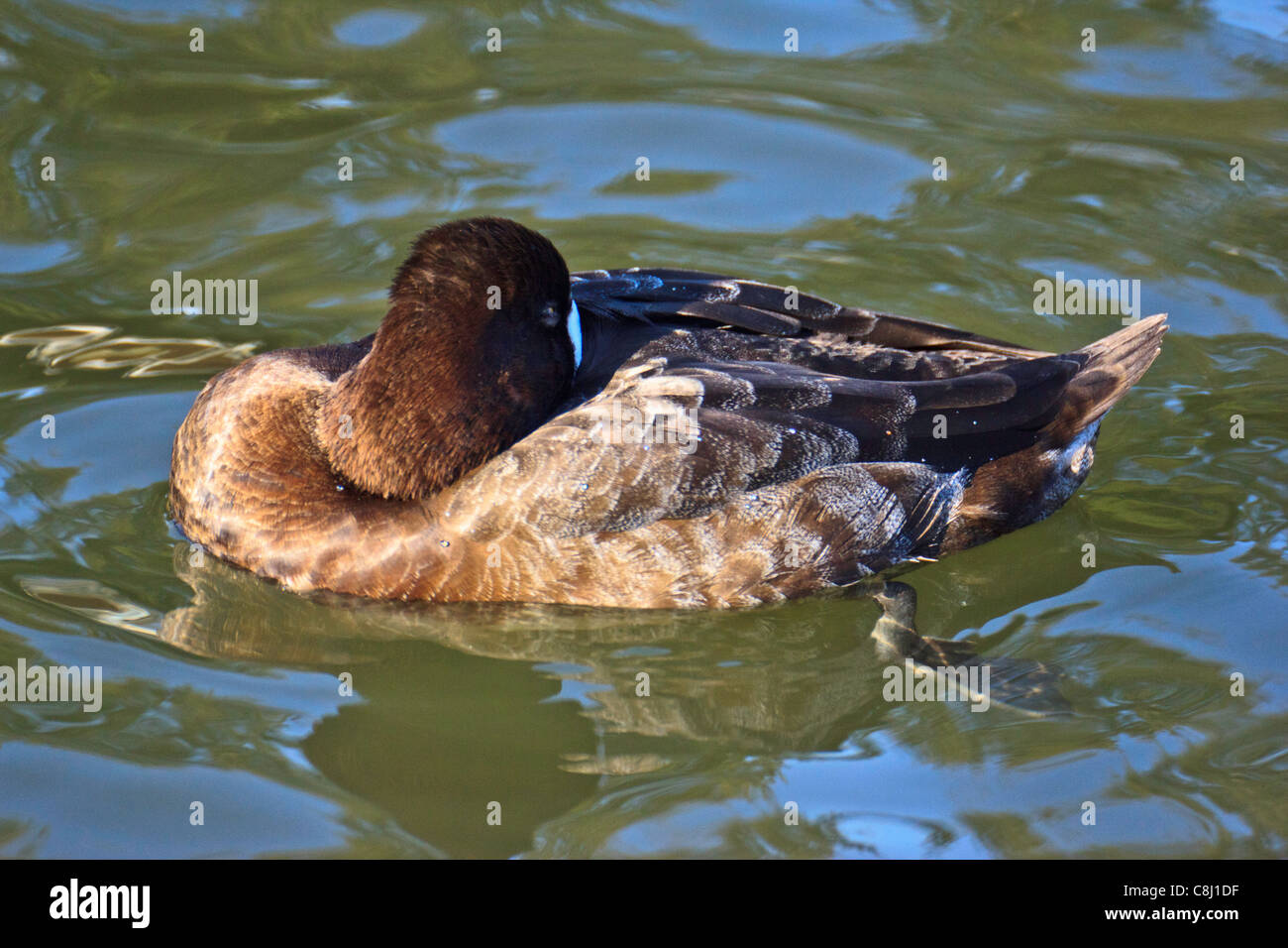 Aythya affinis, Broadbill, ducks, female, Lesser Scaup, Little Bluebill, North American diving duck, Texas, TX, USA, bird, anima Stock Photo