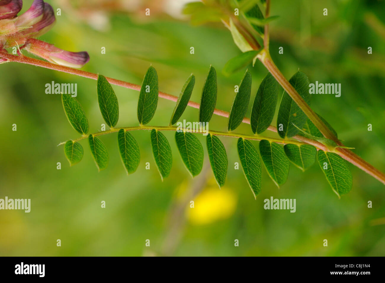 Wood Bittervetch, vicia orobus, leaves Stock Photo Alamy