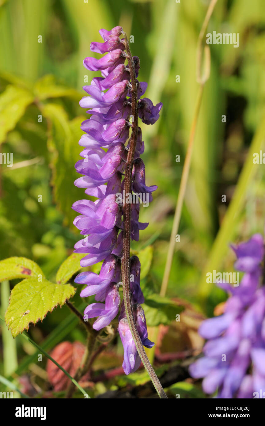 Tufted Vetch, vicia cracca Stock Photo