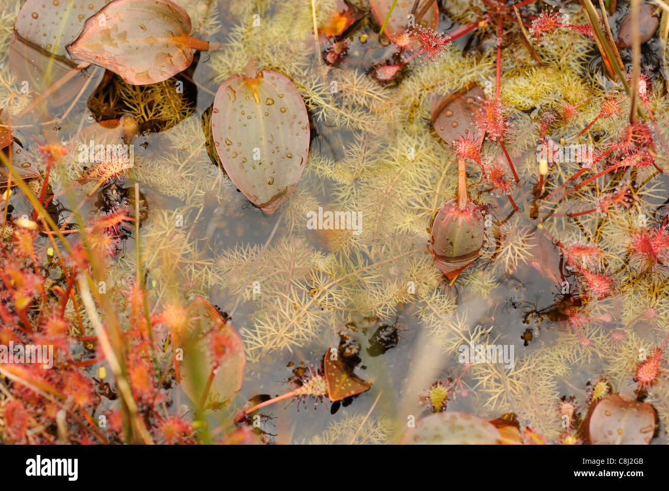 Intermediate Bladderwort, utricularia intermedia Stock Photo
