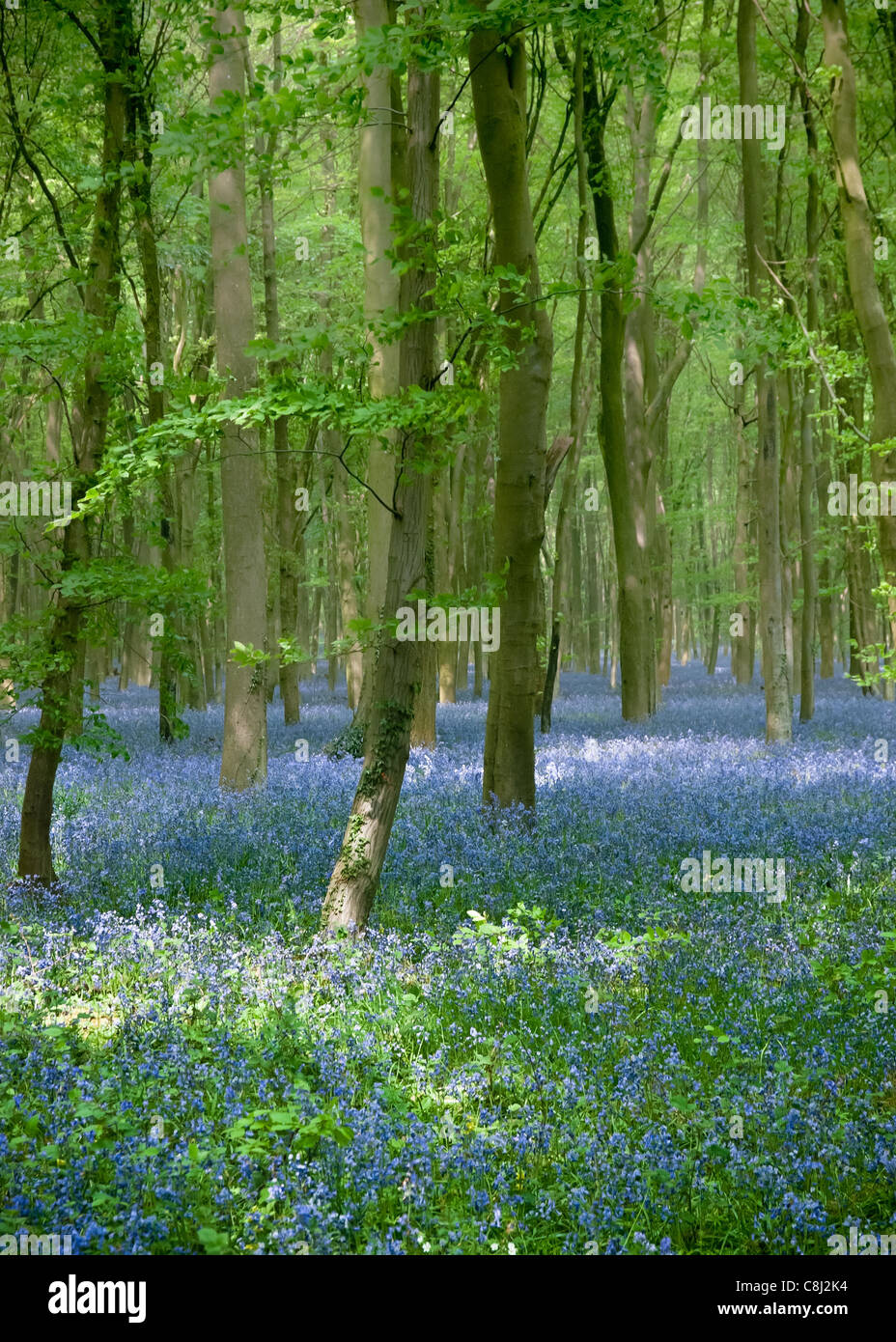 Bluebell Wood in Springtime - new fresh young flowers emerge and grow beneath the beech trees. Stock Photo