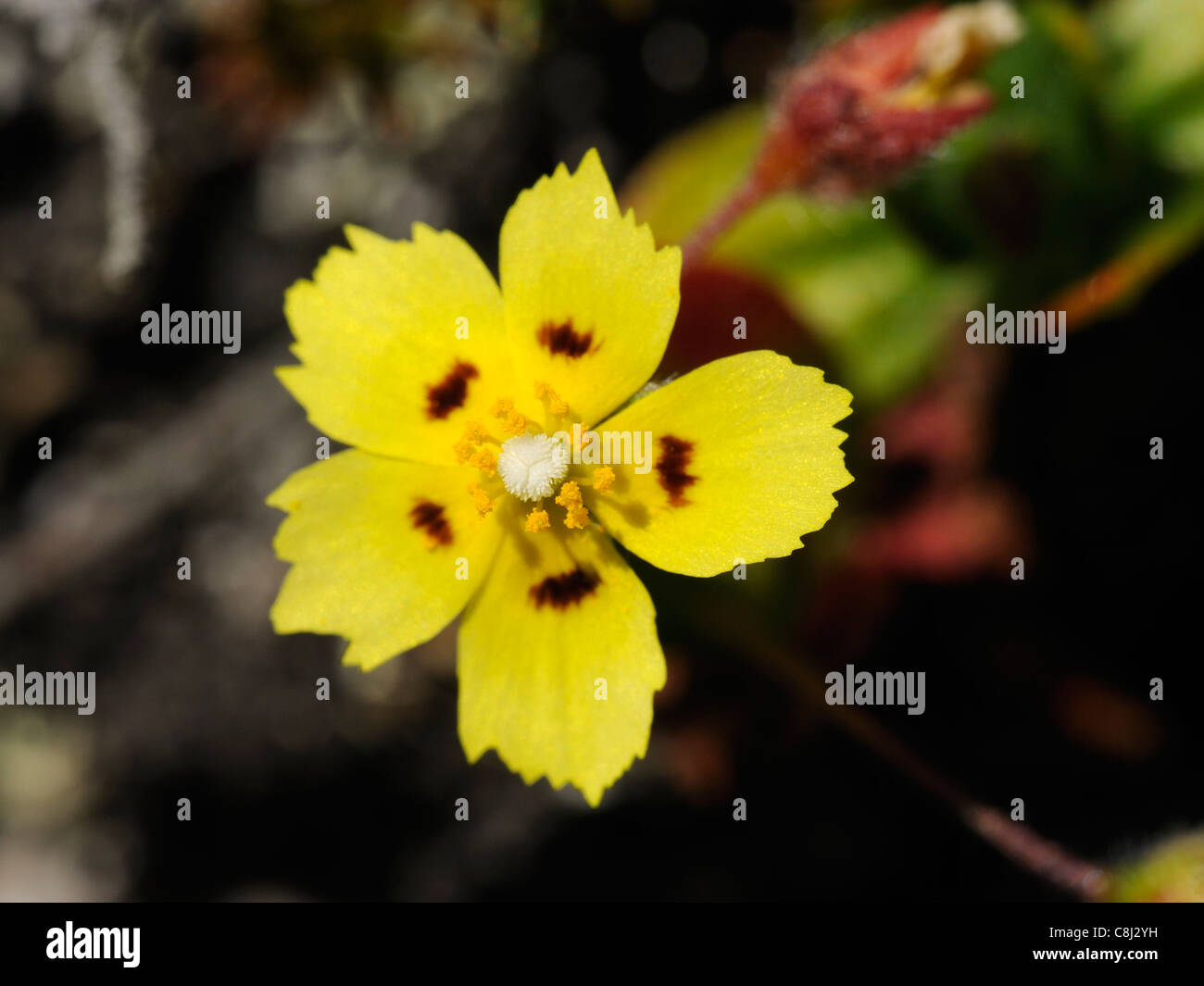 Spotted Rock-rose, tuberaria guttata, focussing on anthers and stigma Stock Photo