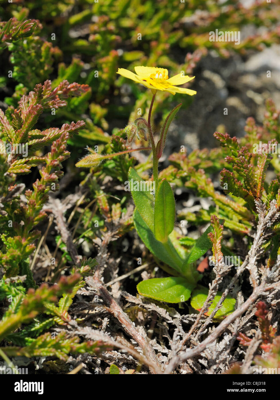 Spotted Rock-rose, tuberaria guttata, whole plant Stock Photo