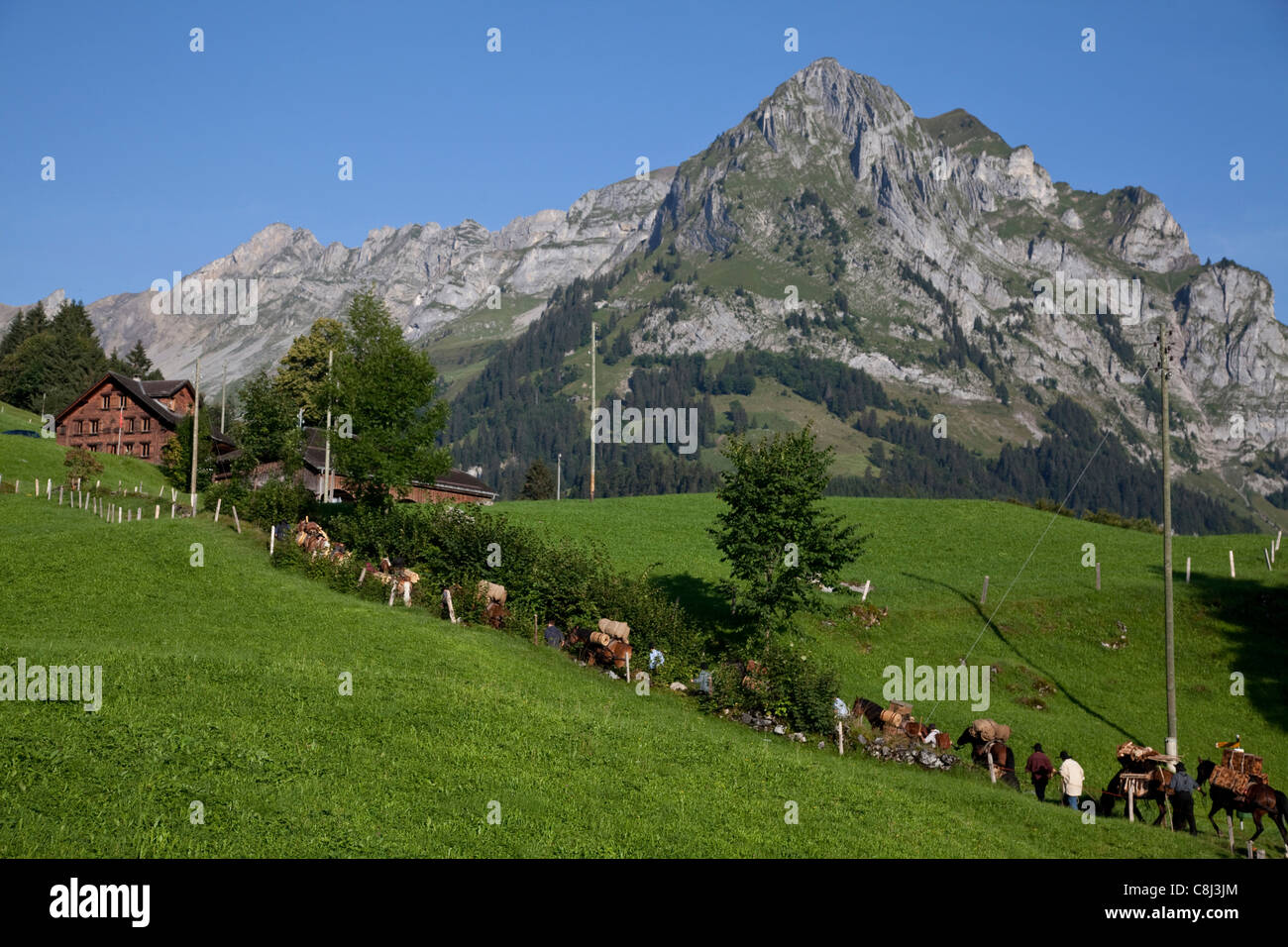 Alp, Alpen, Alpenpass, Alpenüberquerung, Kanton Bern, Marsch, Maulesel, Maultier, Muli, Obwalden, Pass, Pferd, Route, Saumzug, S Stock Photo