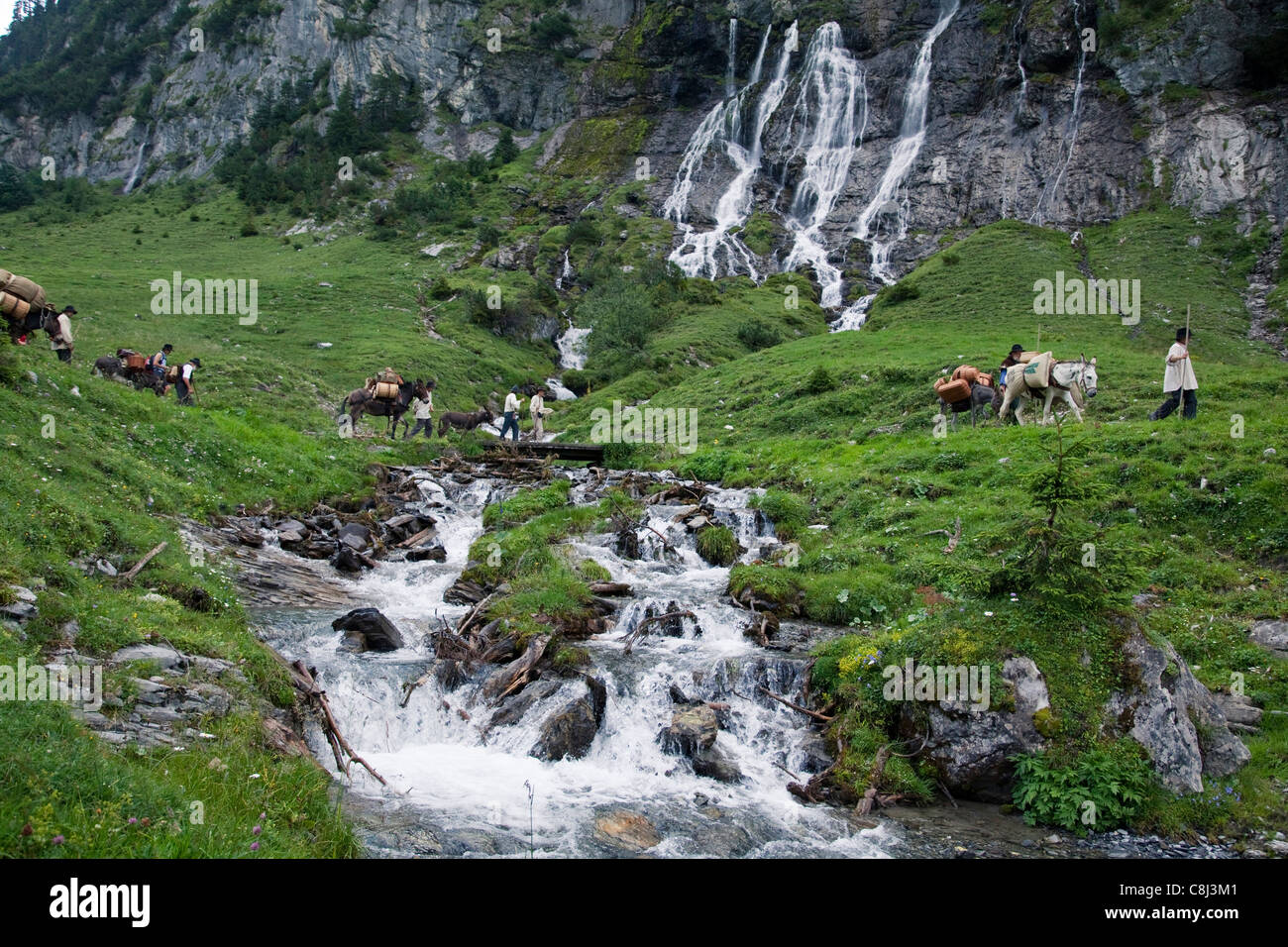 Alpen, Alpenüberquerung, Kanton Bern, Boden, Marsch, Maulesel, Maultier, Muli, Pferd, Route, Saumzug, Sbrinz, Sbrinz Route, Schw Stock Photo