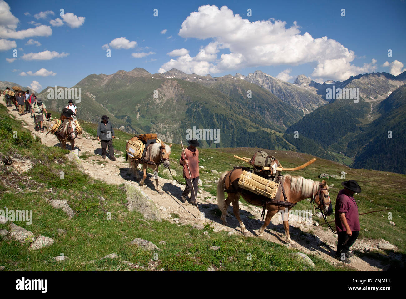 Alpen, Alpenüberquerung, Bergstrecke, Kanton Bern, Marsch, Maulesel, Maultier, Muli, Pass, Pferd, Route, Saumzug, Sbrinz, Sbrinz Stock Photo