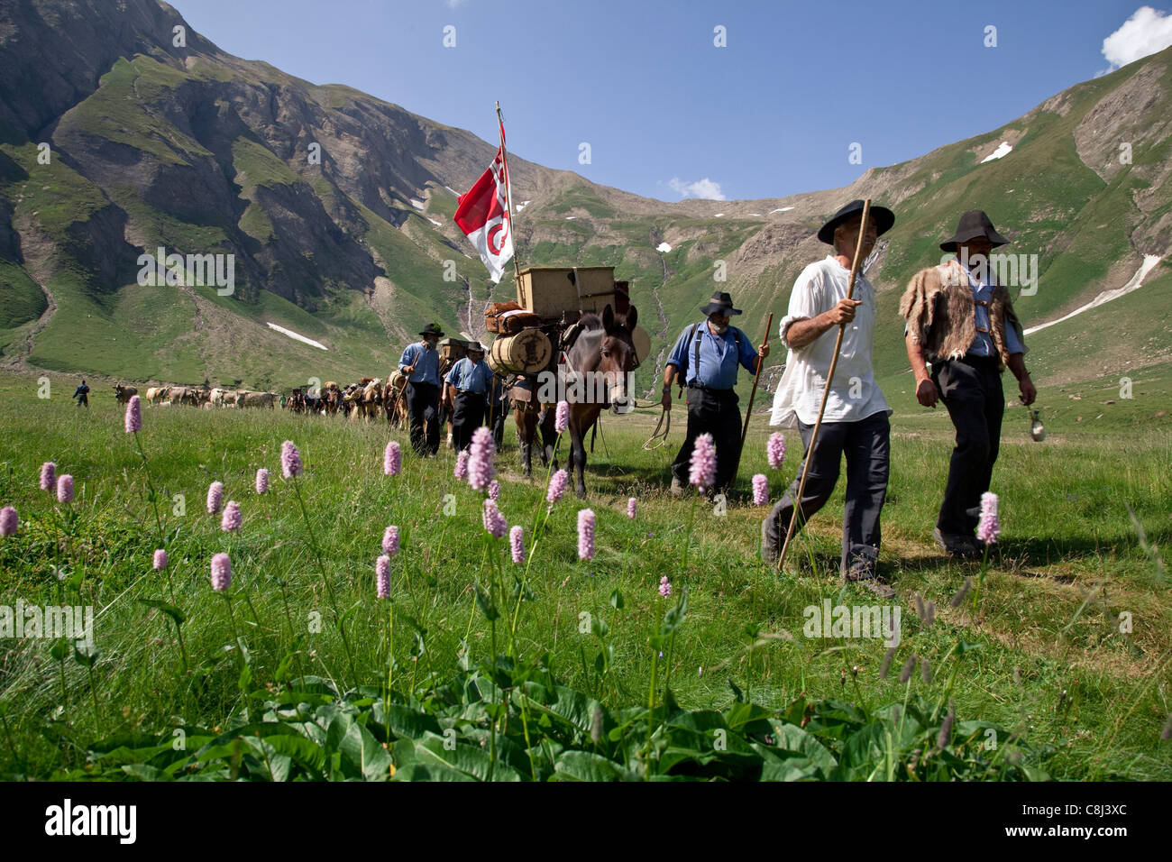 Alpen, Alpenüberquerung, Bergstrecke, Bergwanderung, Grenzüberschreitung, Marsch, Maulesel, Maultier, Muli, Pass, Passhöhe, Pfer Stock Photo