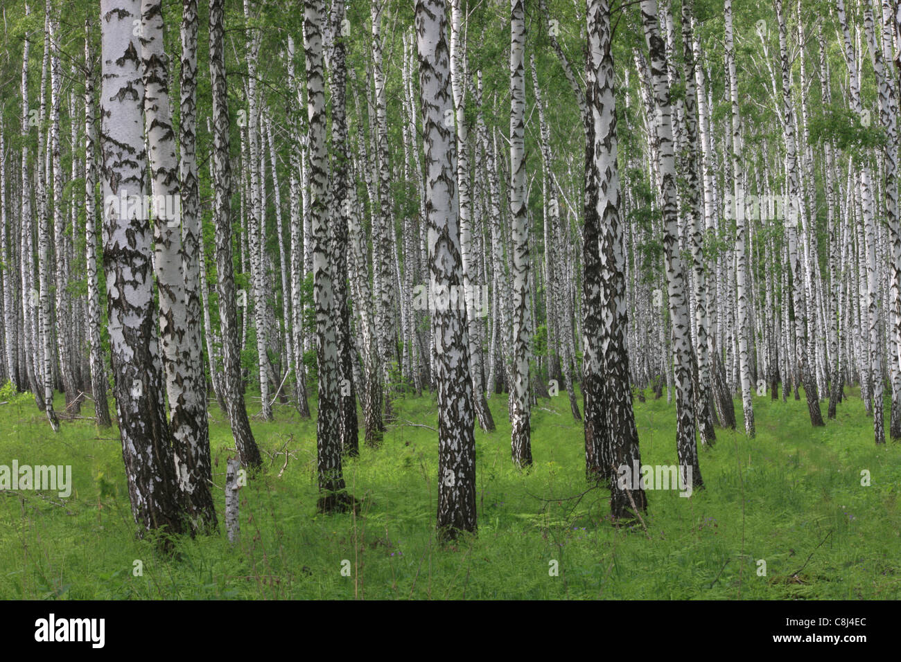 Russia, Siberia, birch, birch tree, birch forest, birch trunk, tree
