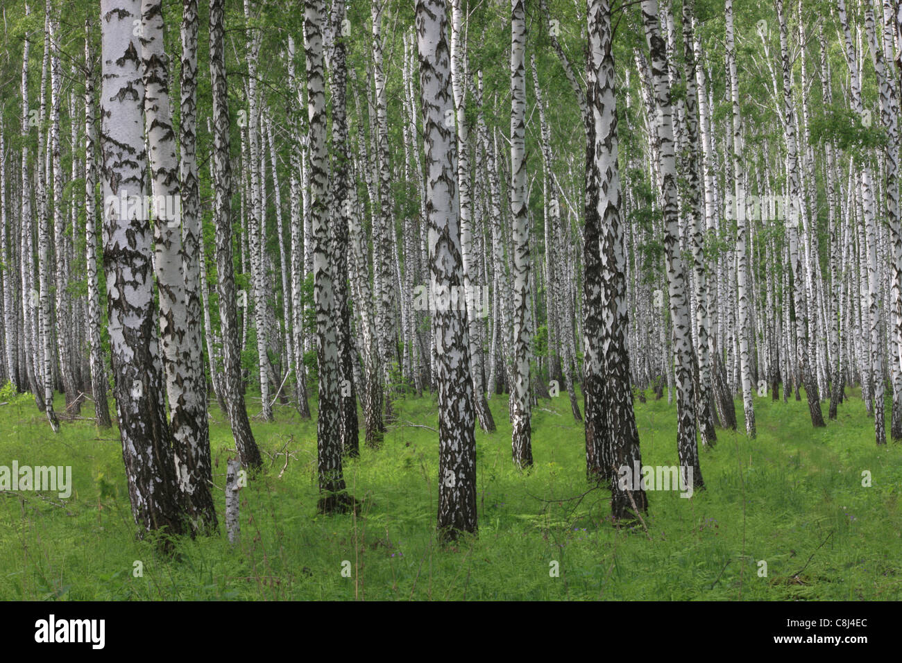 Russia, Siberia, birch, birch tree, birch forest, birch trunk, tree ...