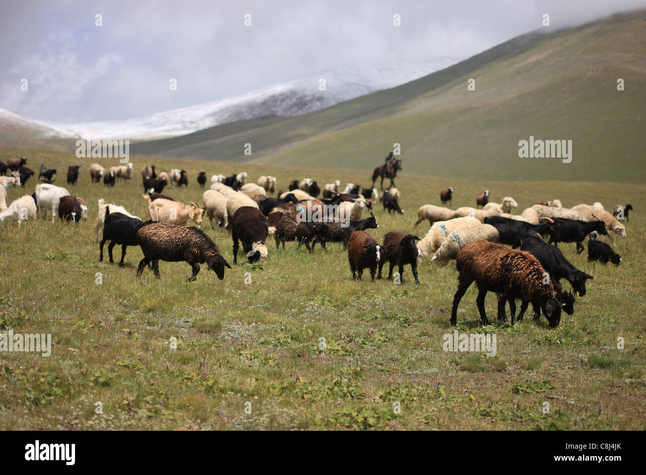 herd, flock, drove flocks. sheep, goat, lamp, shepherd, animals, livestock, pasturage, horseman, Kyrgyzstan, Central Asia, Tersk Stock Photo