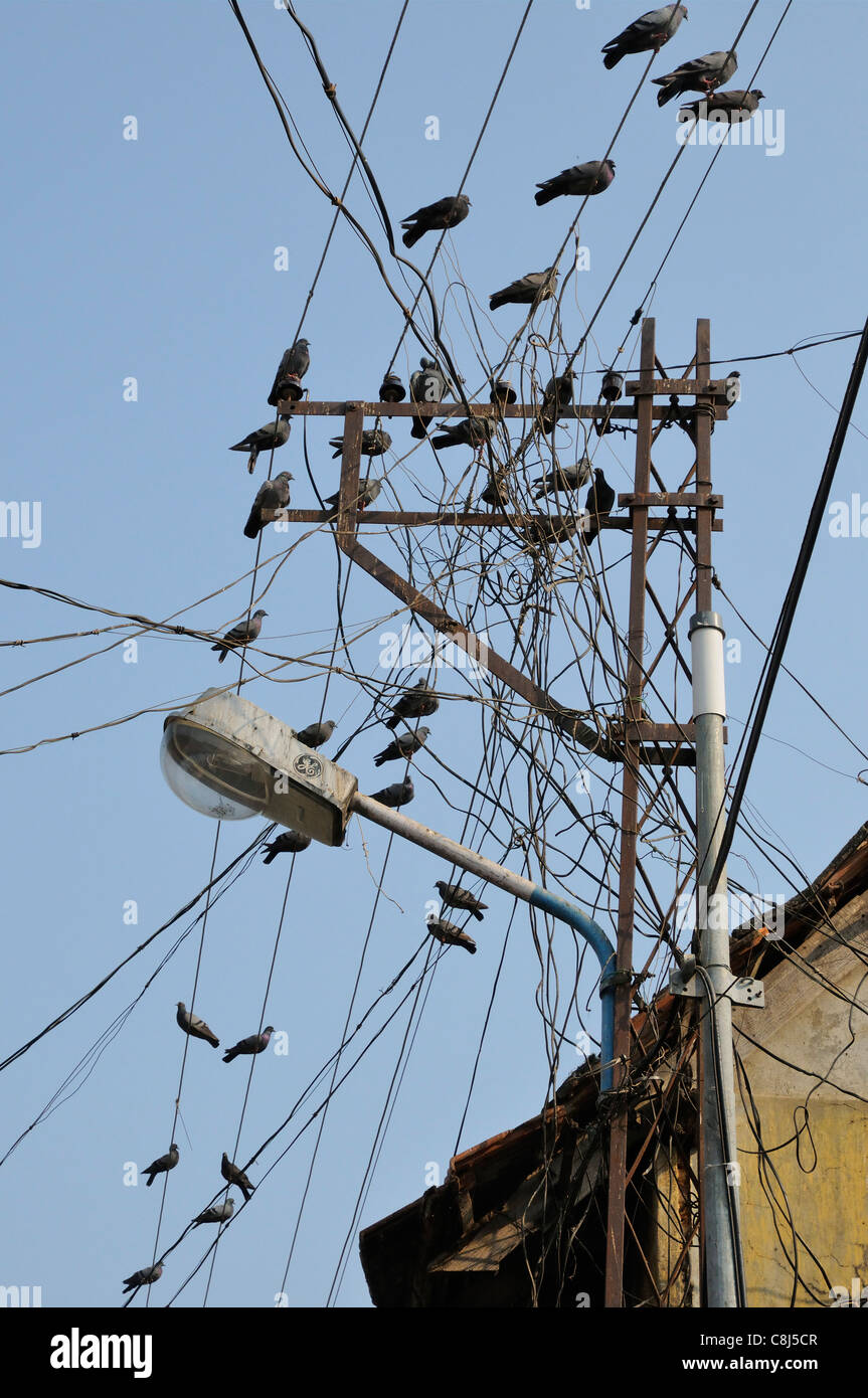 Street light with chaotic tangle of overhead electrical wires and birds