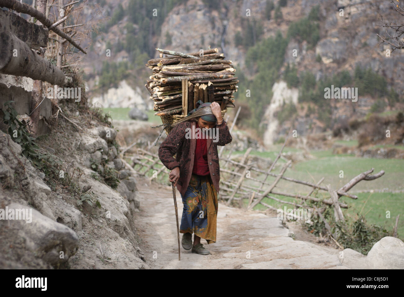 wood-collector, Himalaya, Nepal, Asia, Sherpa, porter, merchandise, basket, transport, goods, wood, hard work, daly life, hard Stock Photo