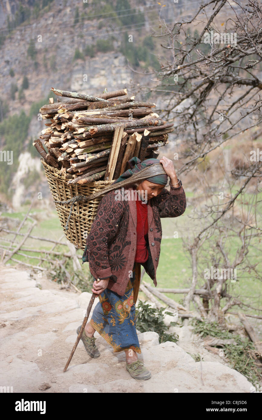 wood-collector, Himalaya, Nepal, Asia, Sherpa, porter, merchandise, basket, transport, goods, wood, hard work, daly life, hard Stock Photo