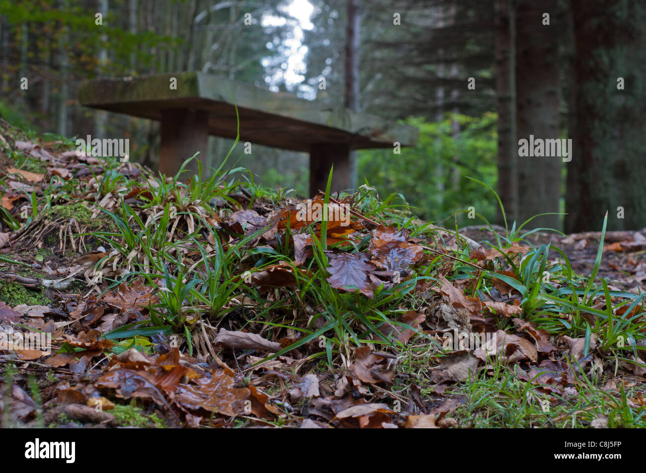 A wooden seat in Hamsterley forest in County Durham, surrounded by the fallen leaves of Autumn. Stock Photo
