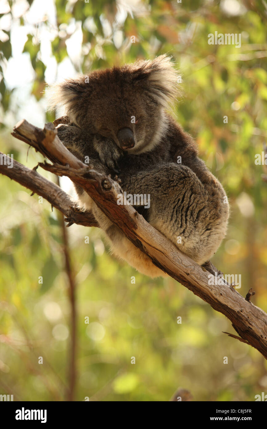 Koala, Phascolarctos cinereus, Australia, marsupial, arboreal
