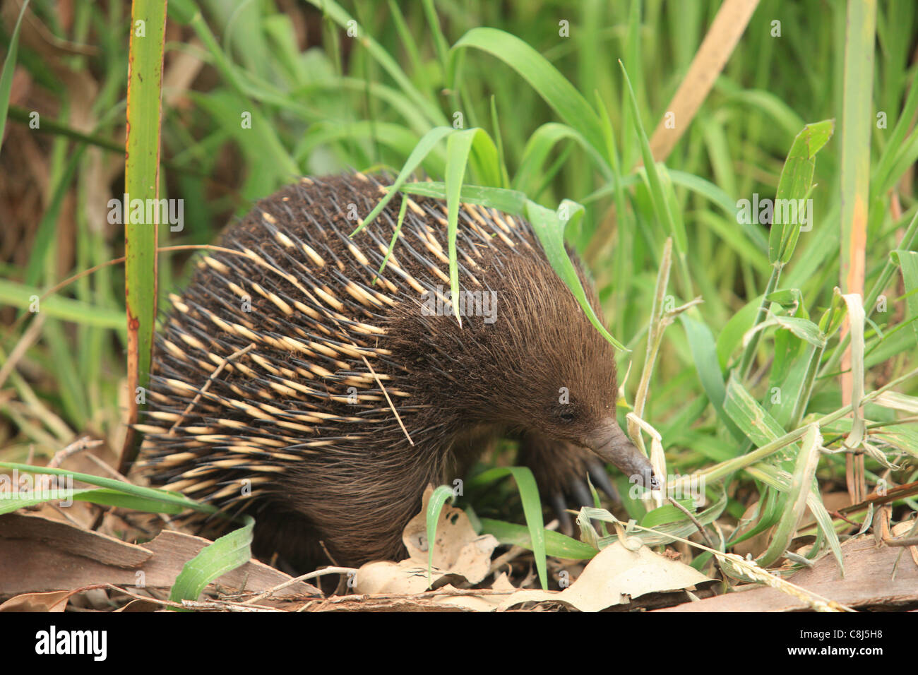 Echidna, spiny anteater, Tachyglossidae, Australia, egg-laying mammal, mammal, spines, animal Stock Photo