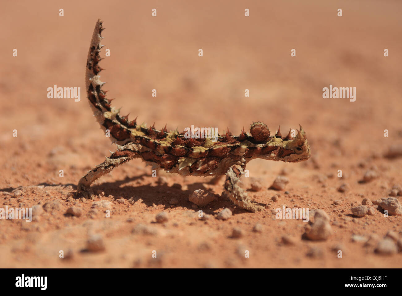 Thorny Devil, Moloch horridus, Australian lizard, Thorny dragon, Thorny