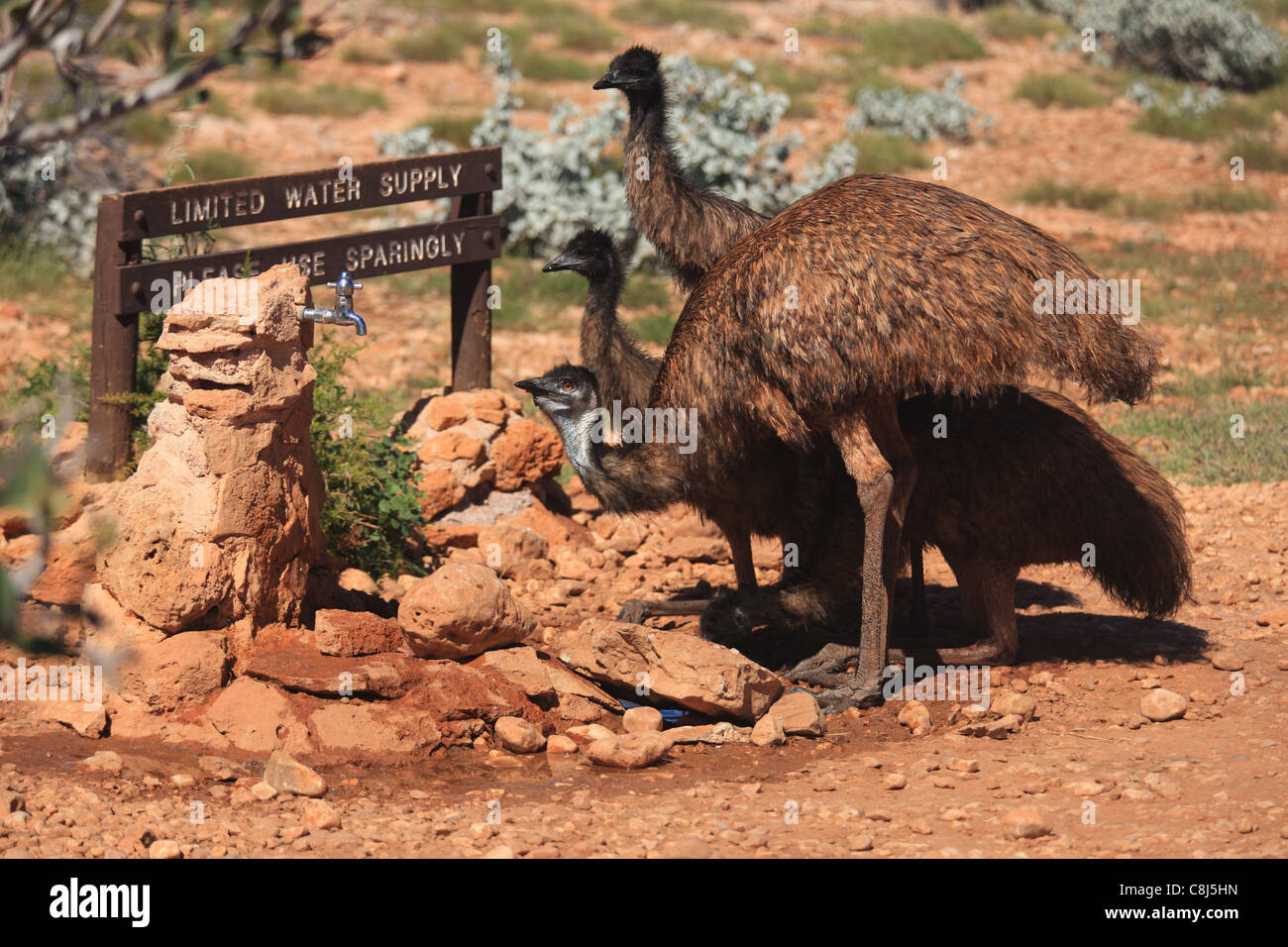 Emu, Dromaius novaehollandiae, large bird, Australia, flightless bird, Outback, dreamtime, indigenous Australian mythology, Abor Stock Photo