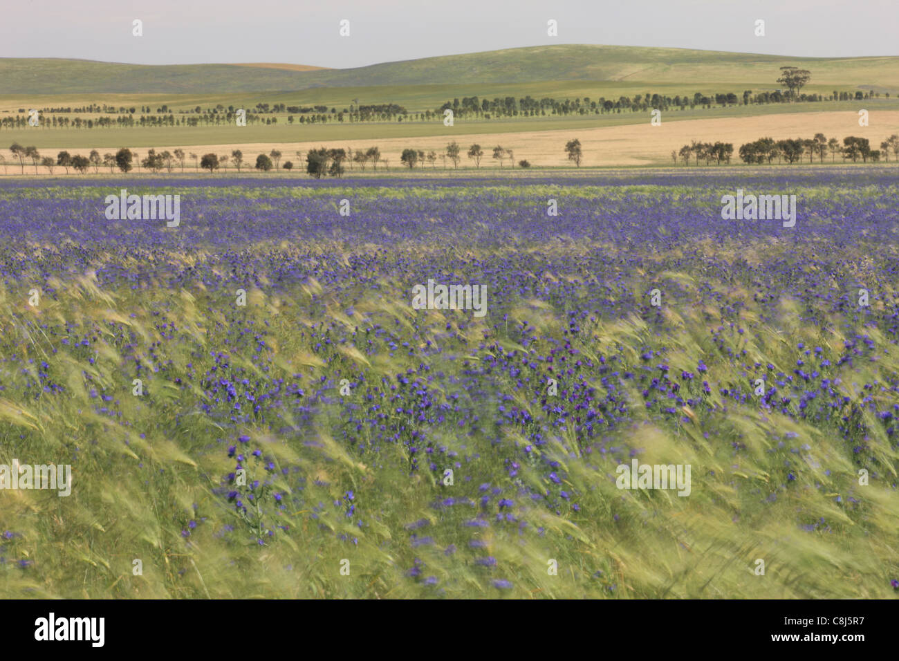 Cornfield, field of flower, Australia, South Australia, farmland, hill