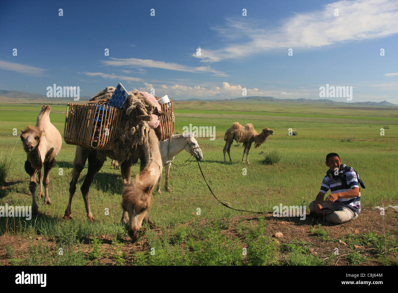 Camel, Mongolia, Camelus bactrianus, animal, caravan, moving, transport, green grassland Stock Photo