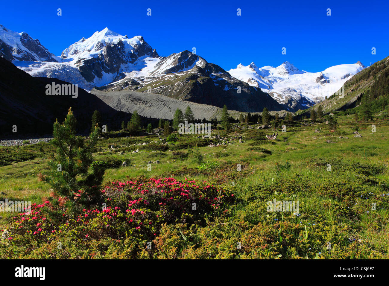 Alps, Alpine rose, alpine rose, mountain, mountain panorama, mountain ...
