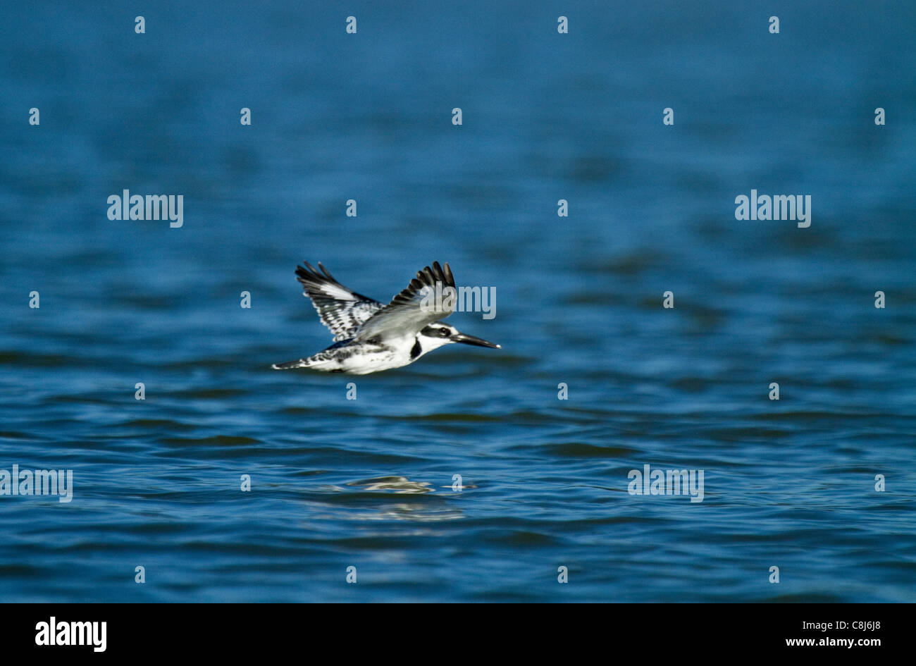 Pied Kingfisher fying low of estuary Stock Photo