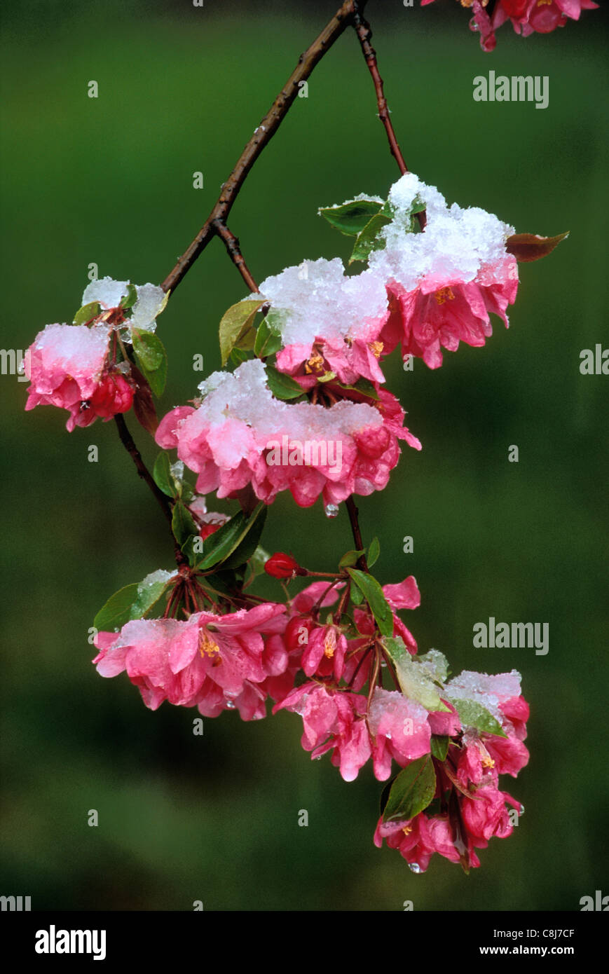 Close-up of Crabapple Blossoms and Melting Snow in Floyd County, Indiana Stock Photo