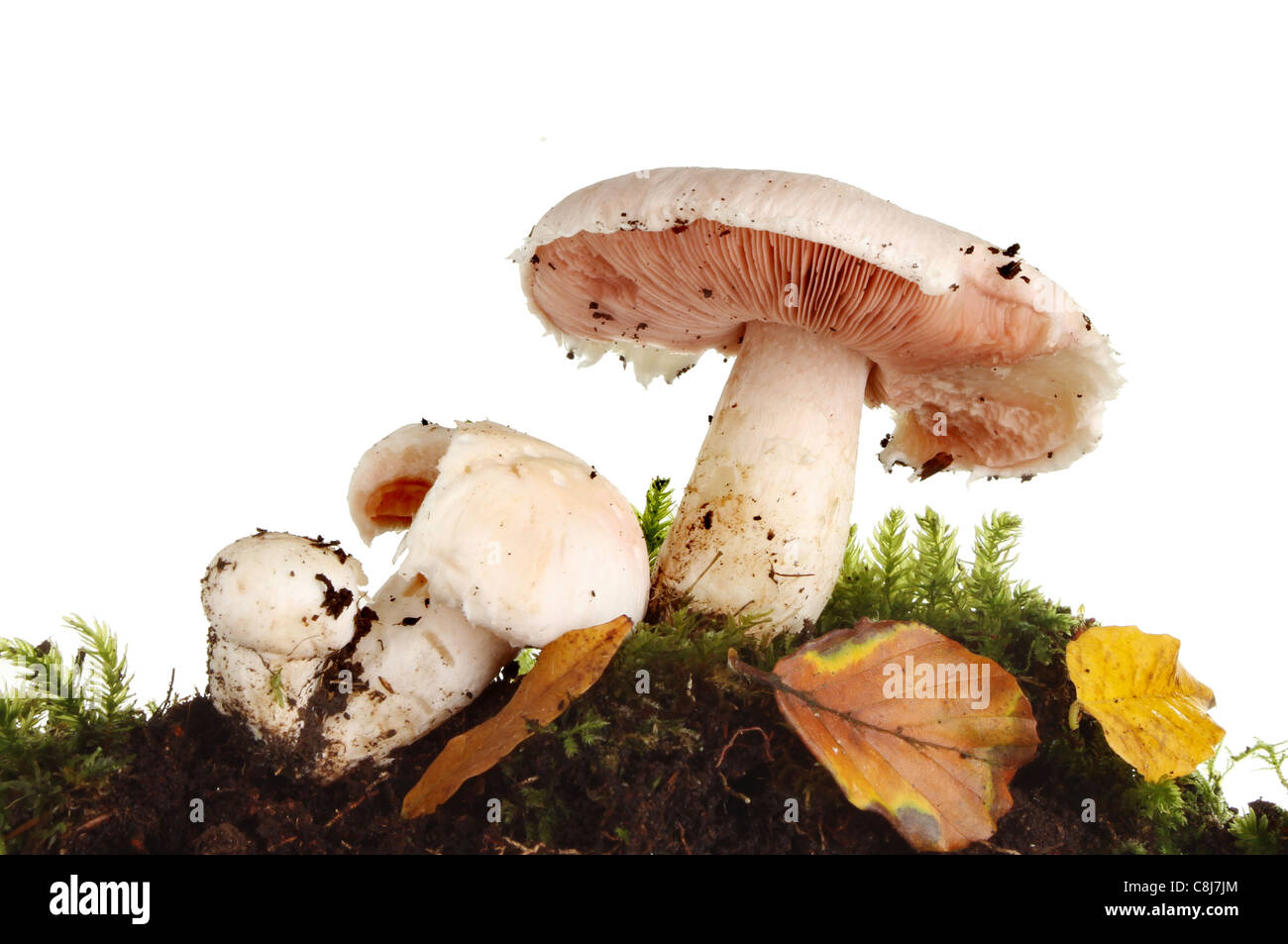 Wild mushrooms in moss soil and Autumn leaves against a white background Stock Photo