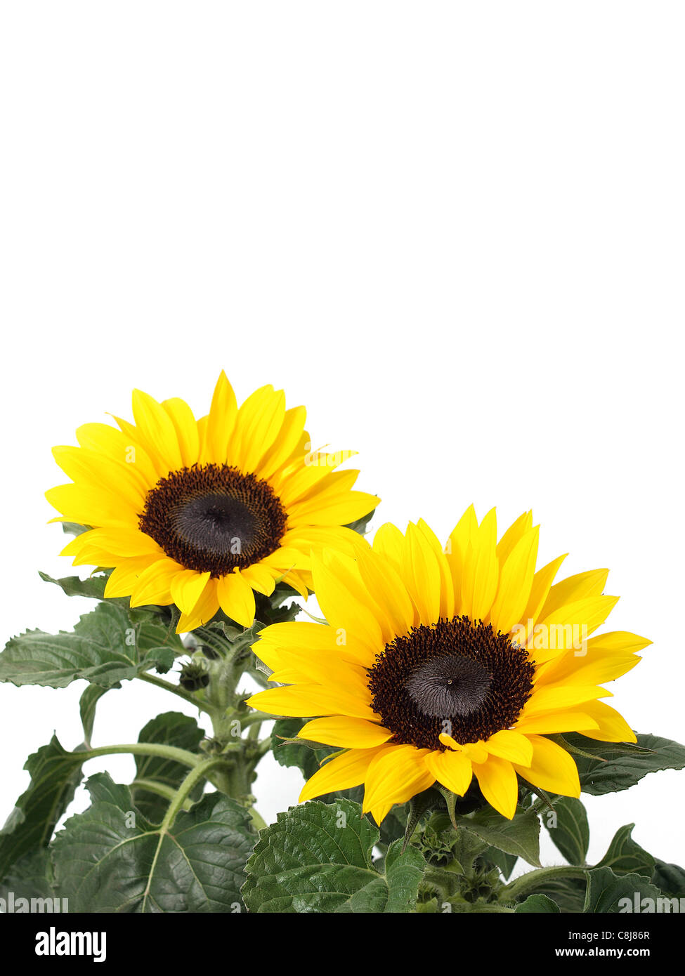 Sunflowers isolated on the white background Stock Photo - Alamy