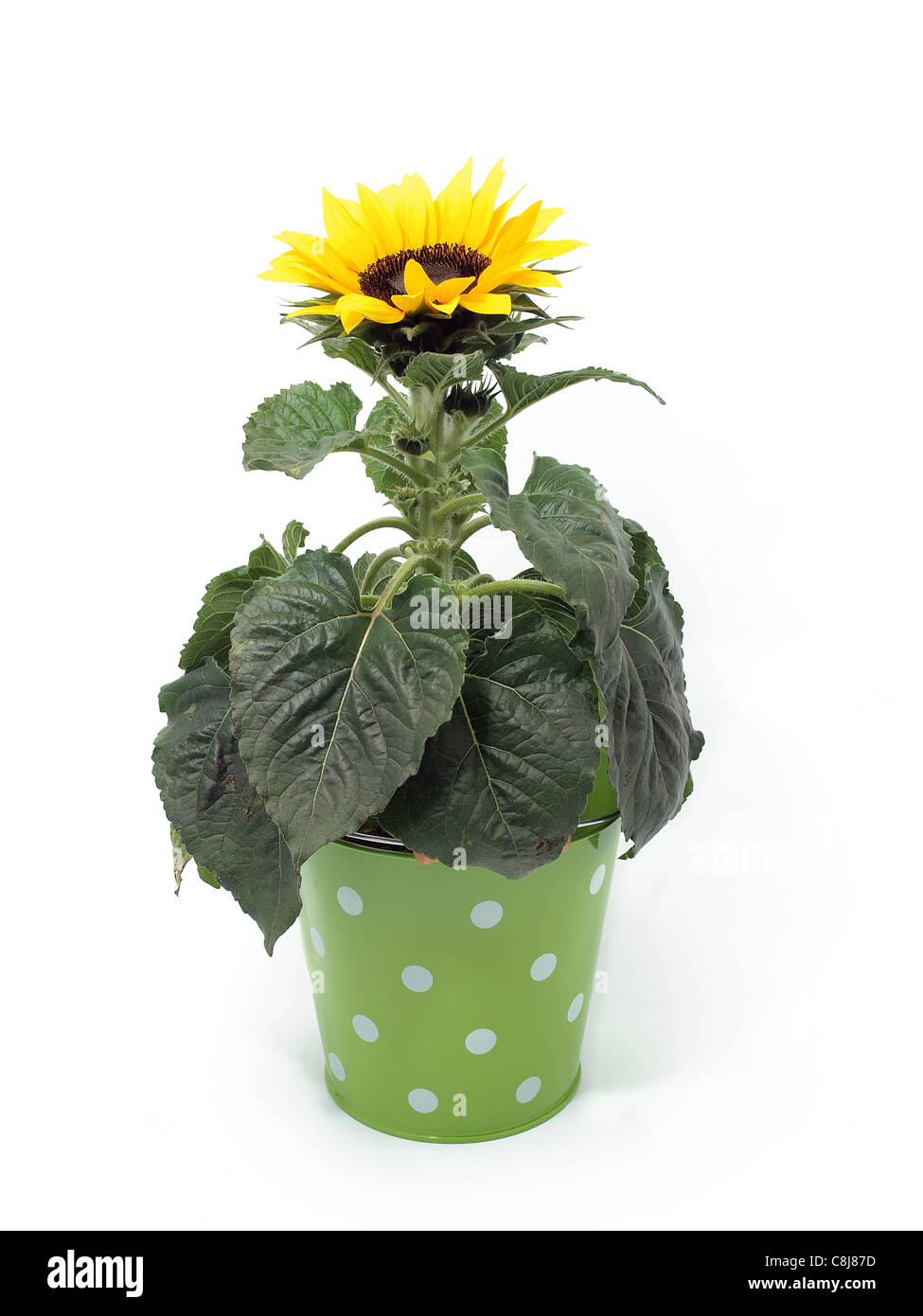 Sunflower isolated on the white background Stock Photo - Alamy