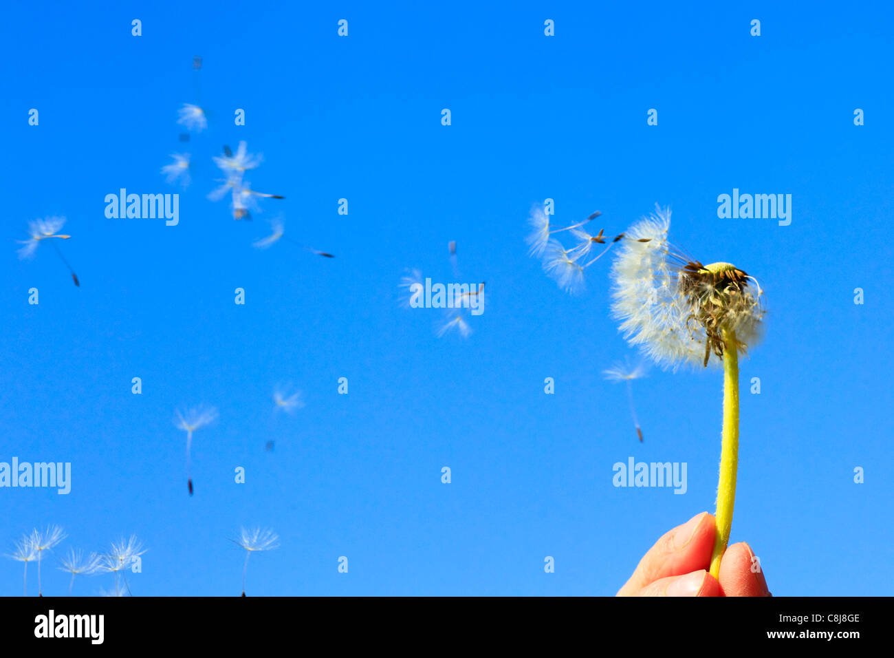 Flower, detail, flora, fly, reproduction, hand, sky, ease, air, dandelion, macro, close-up, plant, puff, blowball, Blow, seed, s Stock Photo