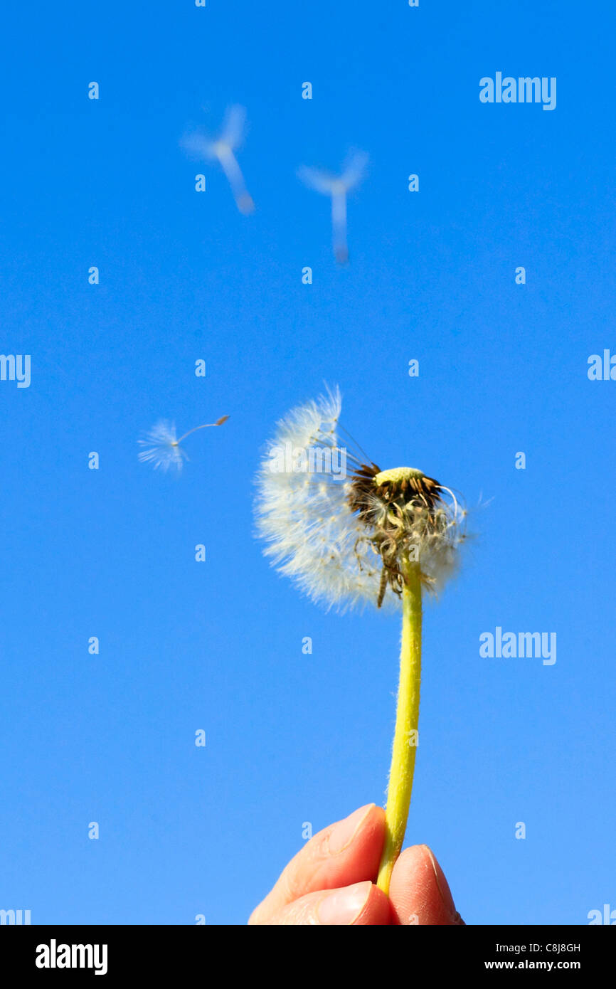 Flower, detail, flora, fly, reproduction, hand, sky, ease, air, dandelion, macro, close-up, plant, puff, blowball, Blow, seed, s Stock Photo