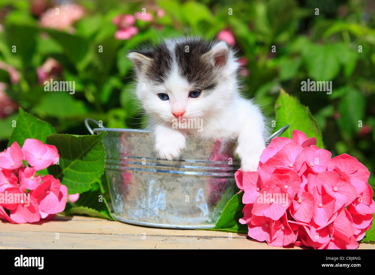 3 weeks, flower, flowers, garden, house, home, Animal, domestic animal, pet, young, cat, jug, kitten, tiger, Tigerli, vase, tub, Stock Photo