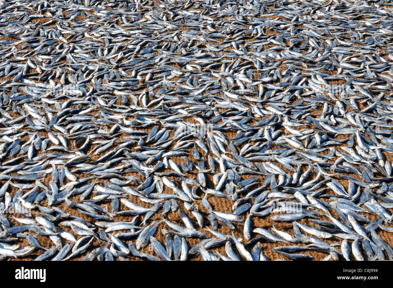 Asia, laid out, fish, fishing, fishery, fishing, catches, clip fish, coconut mats, Negombo, stockfish, beach, seashore, South As Stock Photo