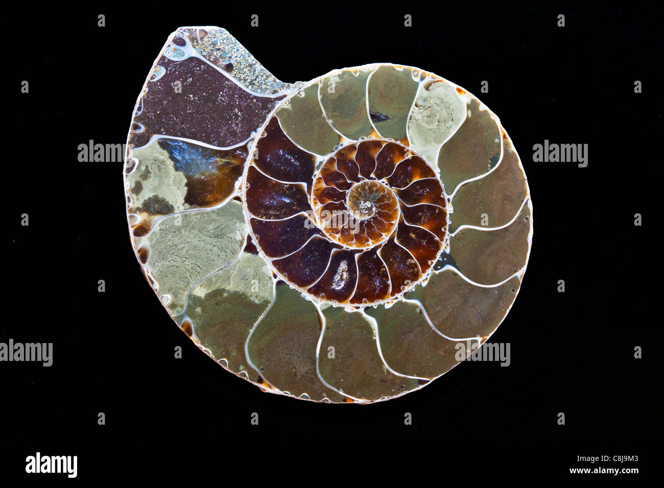 Section through an ammonite Stock Photo