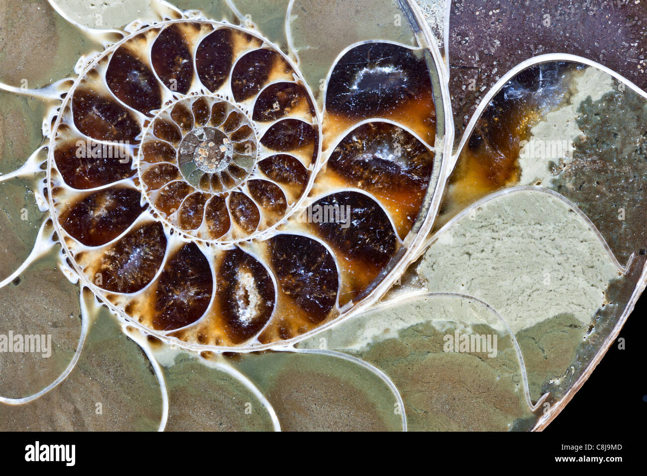 Section through an ammonite Stock Photo