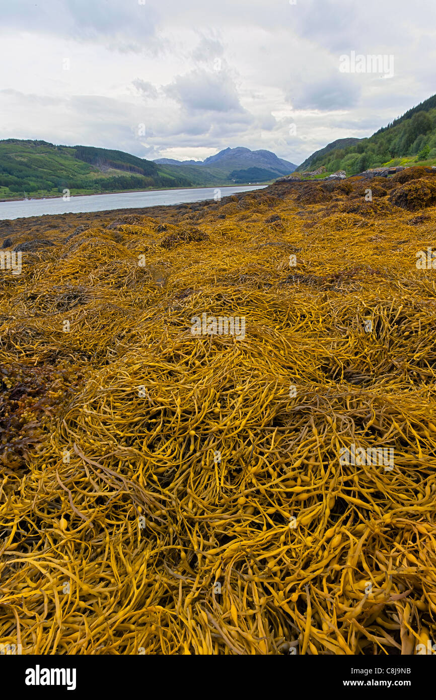 Knotted wrack, Ascophyllum nodosum, Loch Aline, Western Scotland Stock Photo
