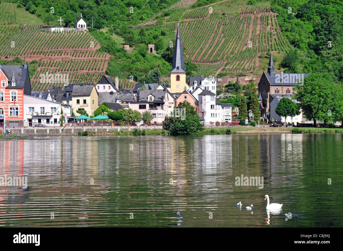 Alf, Cochem, Germany, Europe, river scenery, Moselle, village, Palatinate Stock Photo