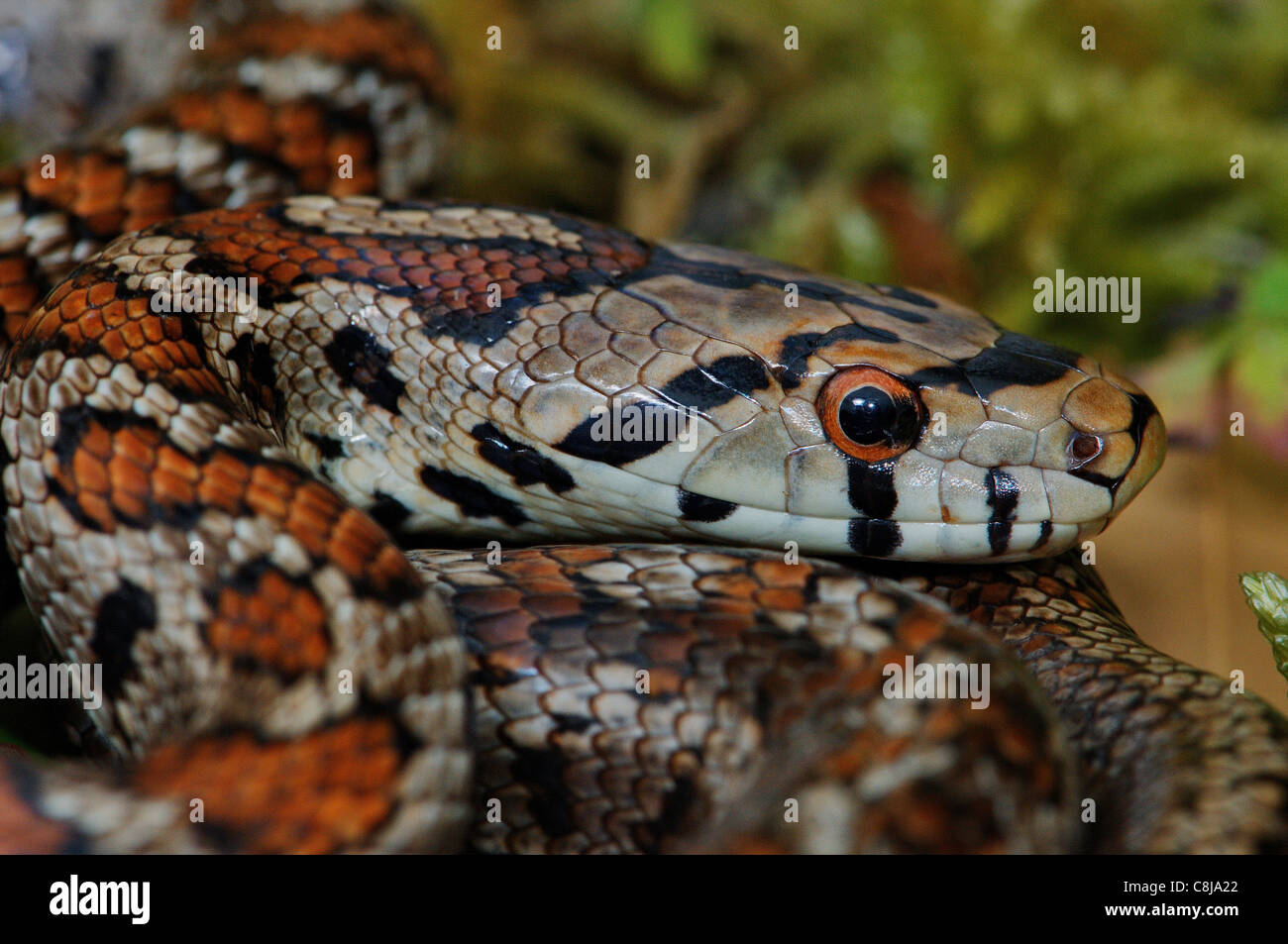 Snake, snakes, Leopard snake, Zamenis situla, trinket snake, reptile, reptiles, portrait, protected, endangered, Greece, Greek, Stock Photo